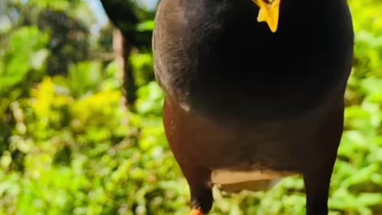 Bird eat mango 🥭🐥