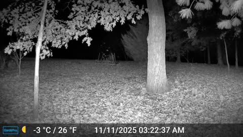 The Woods – 11/11/2025