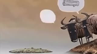 Crocodile or not