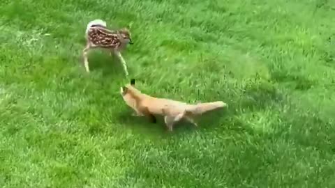 Woe Day 47. I am in the ark. Waiting for GOD to open the Door for a spring/summer Pentecost rapture