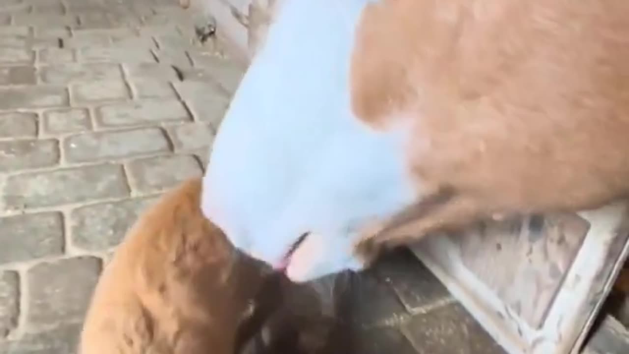 the magical daily life of a cat and a horse. 🦄