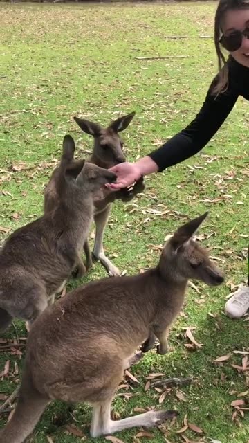 Australian kangaroos