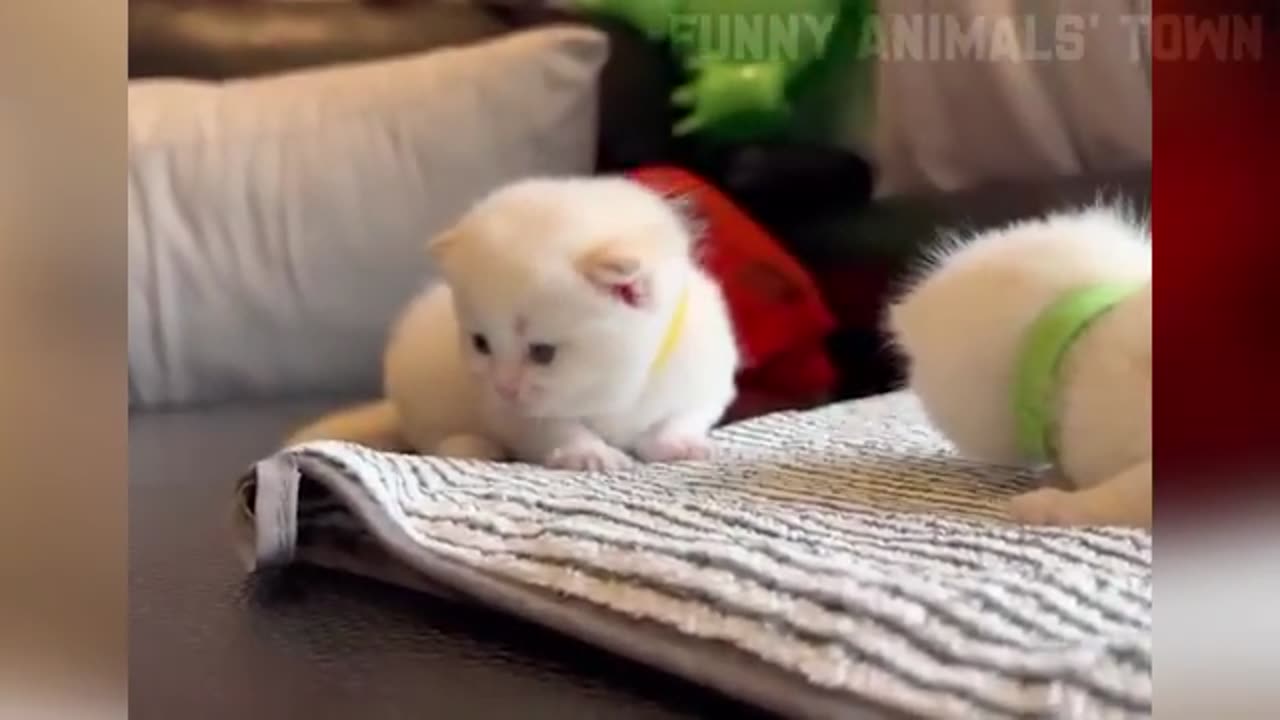 Funny animals videos