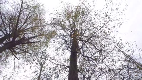 😂🍂 Beautiful Fall Vibes & Inspiring Art! | FunFM