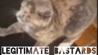 Cats vs. Dog