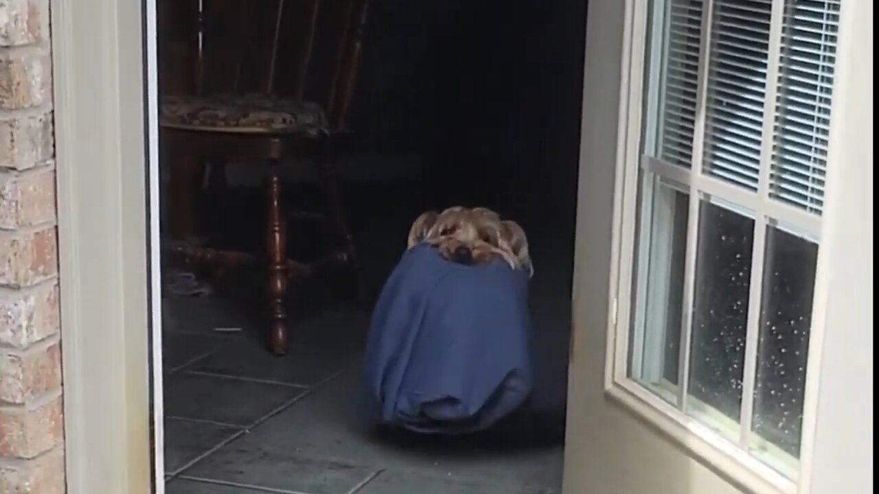 Darth Yorkie #yorkshireterrier #funnydogs