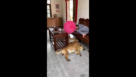 HaHa This made my day 🤣 😀| Monkey Pranks mom and Dogs 🐶🤣