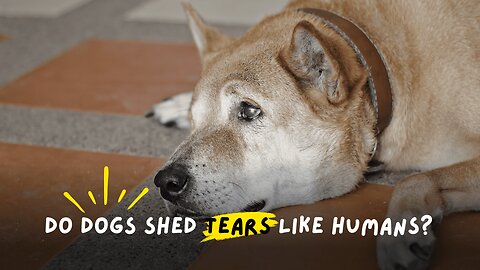 Do Dogs Cry Tears Like Humans?