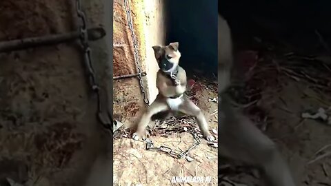 The Legendary Kung Fu Puppy Lee! #shorts #puppy #ai