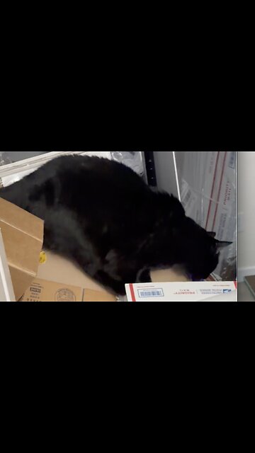 Cute Precious Piper Inspects the Supply Closet - My Adopted Shelter Cat Vlog. #shorts