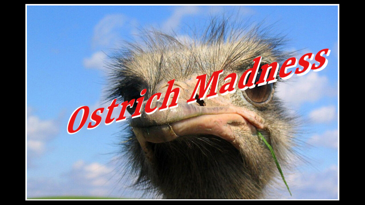 🔥 Ostrich Madness 🔥