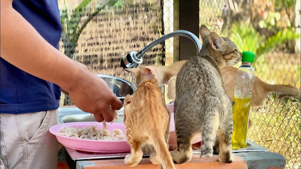 The hungry kitten can't wait for its owner to prepare food