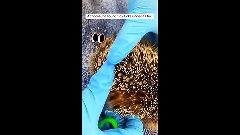 Man Saved Beautiful Hedgehog 😍