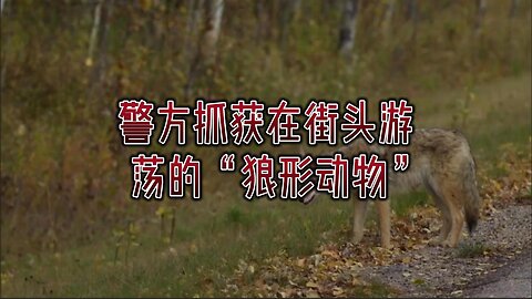 警方抓获在街头游荡的“狼形动物”