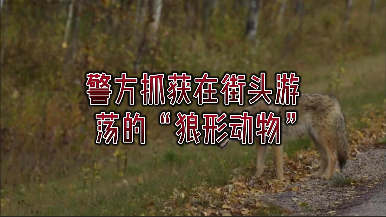 警方抓获在街头游荡的“狼形动物”