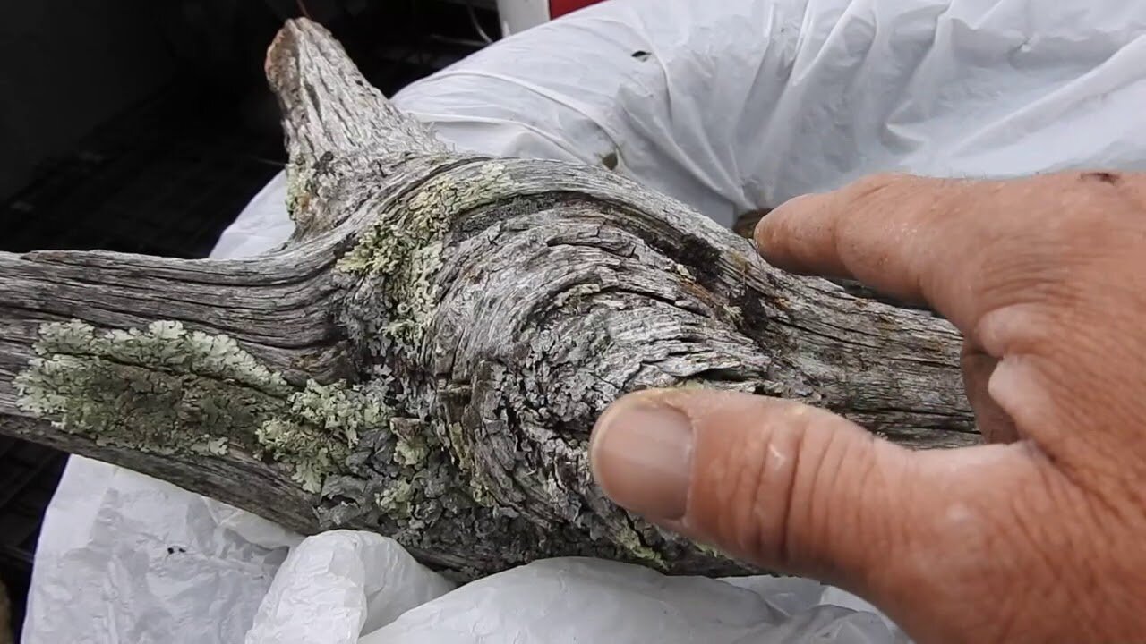 The original forest on flat earth part 5, Mount Rushmore