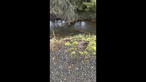 Feeding ducks