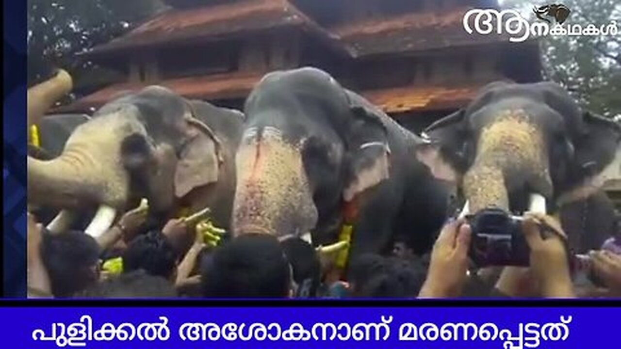 ആനയുടെ തട്ടേറ്റ് പരിക്കേറ്റയാൾ കൊല്ലപ്പെട്ടു _ Puthupally kesavan elephant _ Elephant video