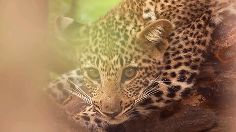 Baby Animals of the Luangwa Valley