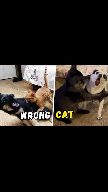 Funny cats 😂😸cats vs dogs 😂