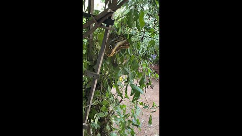 Butterfly 🦋 #butterfly #followme #shorts #trending #viral