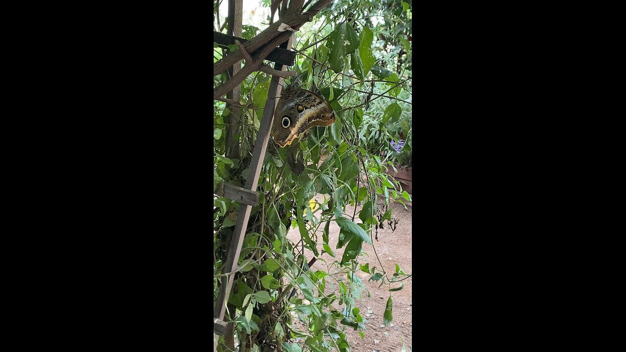 Butterfly 🦋 #butterfly #followme #shorts #trending #viral