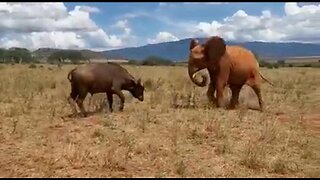 Baby Elephant vs Baby Buffalo: An Adorable Encounter Full of Surprises