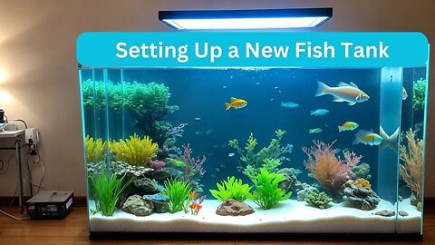 Setting Up a New Fish Tank: Step-by-Step Guide for Beginners