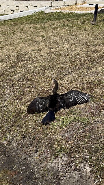 Anhinga Sunning Its Wings | Peaceful Florida Backyard Moment