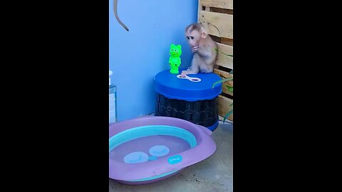 Shower time monkey