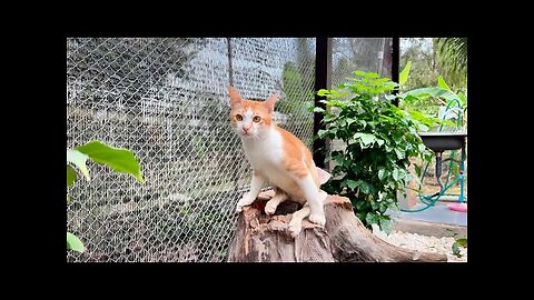 Tony asks Me to keep him on the Tree stump It was so cute