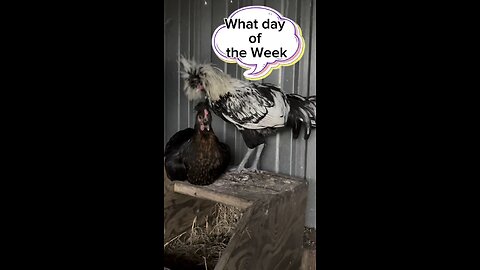 Time for some chickens jokes!