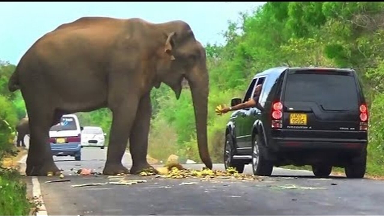 Mesmerizing Wildlife Moment: Road Encounter with a Majestic Elephant