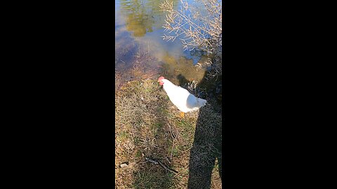 Fish Food Frenzy Lol