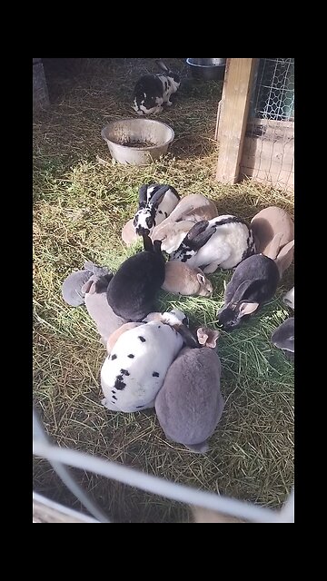 PURE REX, MULTI PURPOSE RABBITS