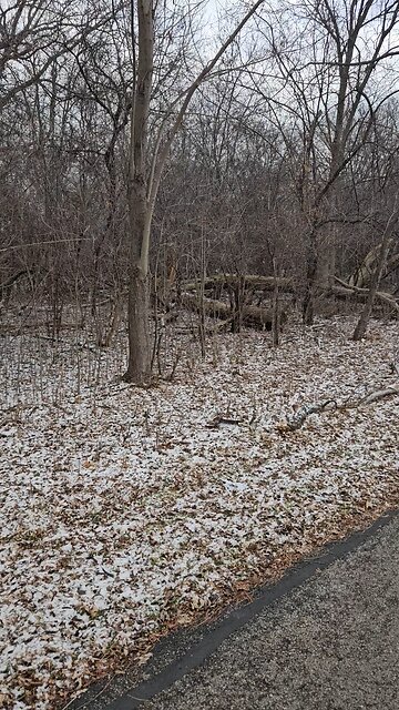 A Young Buck Frolicking in the Woods