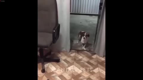 You Laugh, You Lose, Dogs and Cats Best Funny Animal Videos