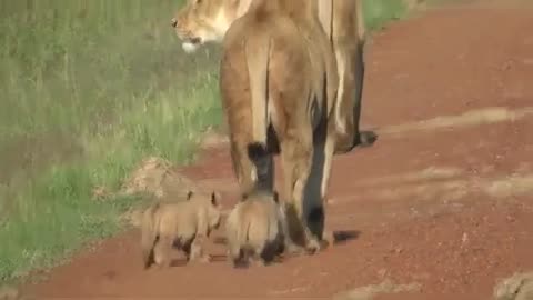 Lions & Cubs Walking