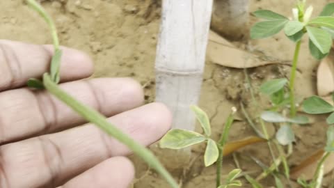 Fenugreek (Methi) Has Started Producing Pods