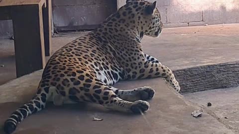 Check these two big cats chilling