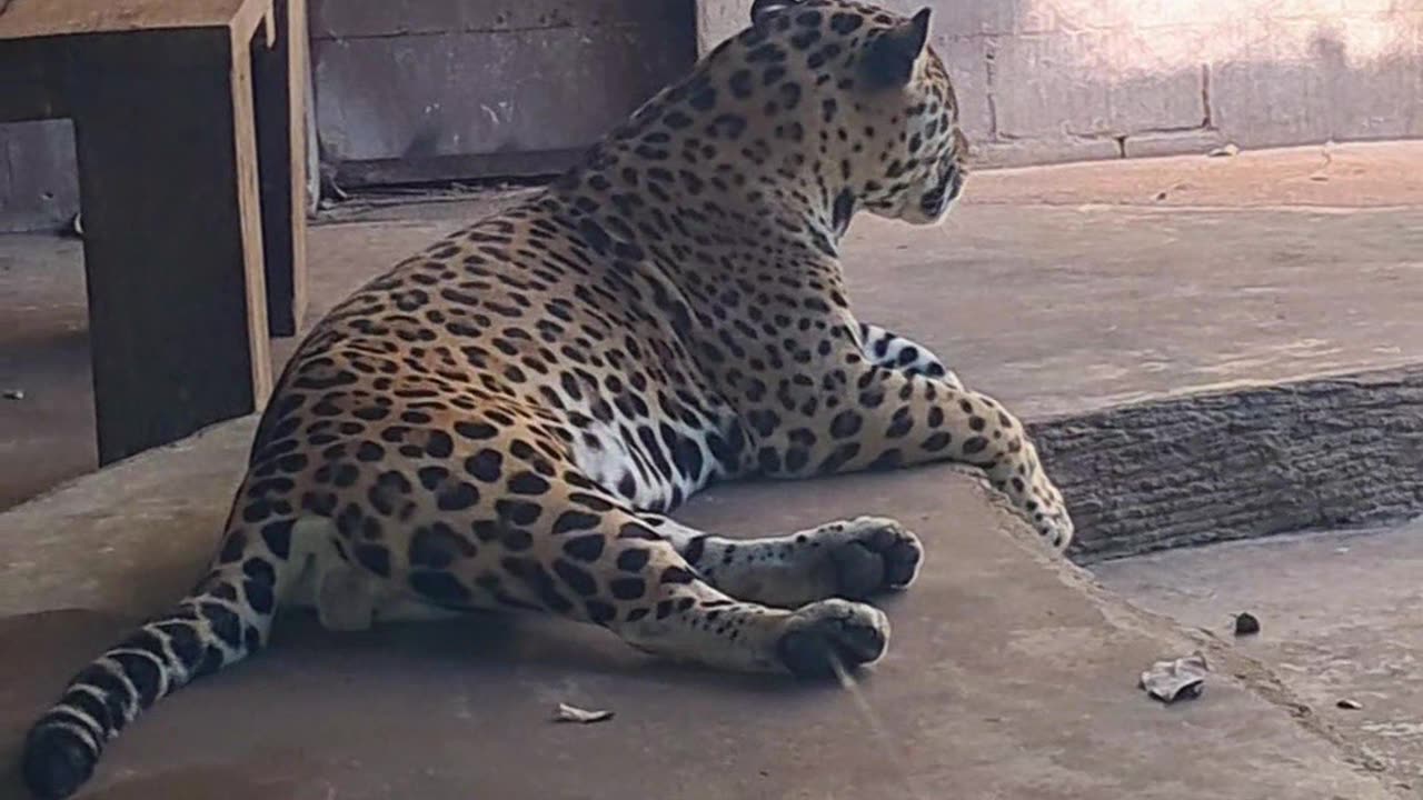 Check these two big cats chilling