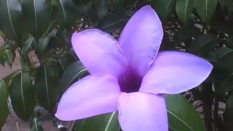 Beautiful five pointed flower [Nature & Animals]