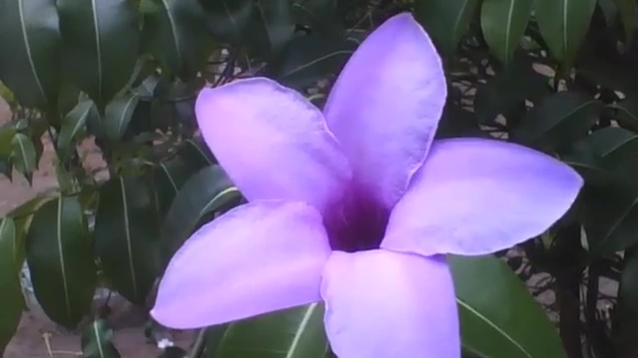 Beautiful five pointed flower [Nature & Animals]