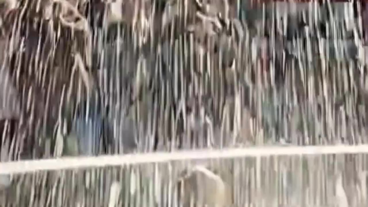 The Gags of the Monkey Clown Hero