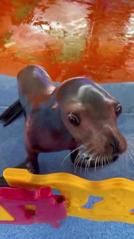 Just A seal Making you Smile