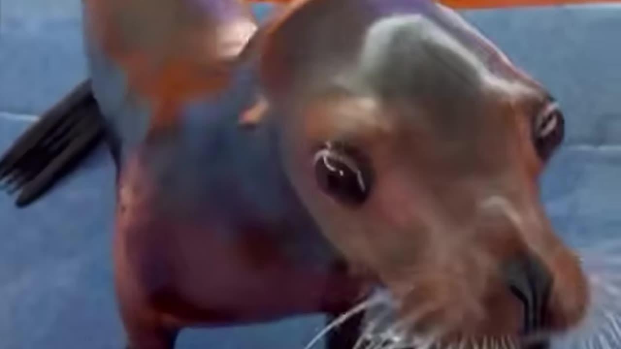 Just A seal Making you Smile