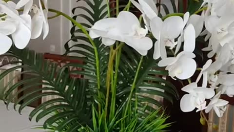 I gave my wife an orchid for March 8.