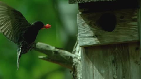 The life of the forest. Birds