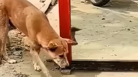 Dog Sees Himself in Mirror for First Time