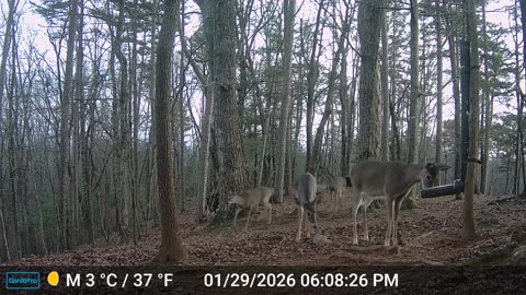 The Woods – 01/30/2026